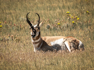 antelope in the grass © Sandra J Photography