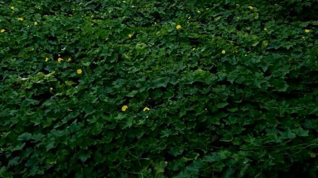 Dense green field of creeping vegetation with small yellow flowers