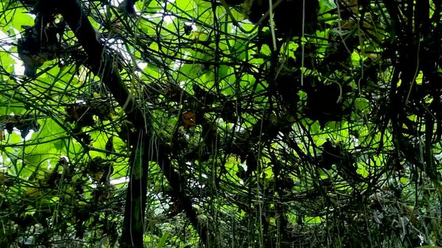 Dense tangle of green vines and climbing plants on trellis