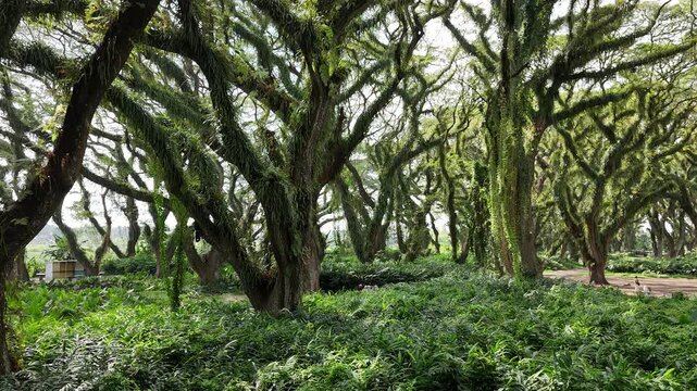 a lush green forest of ancient, moss-covered rain trees with spreading canopies, resembling a mystical fairytale woodland in Indonesia