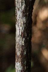 Fototapeta premium Close-up of tree bark texture on a small trunk, natural outdoor light
