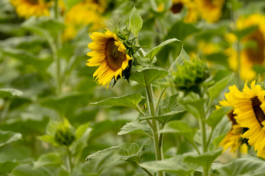 Golden sunflowers grow in sunny field