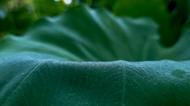 Close-up of green leaf texture with morning dew droplets in soft natural lighting