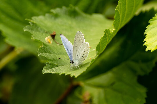 Pale blue butterfly sits on green leaf outdoor