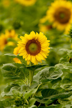 Vibrant yellow sunflower bloom in green summer field
