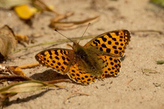 Golden spotted butterfly perches on purple field flower