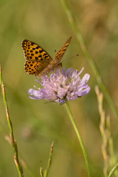 Golden spotted butterfly perches on purple field flower