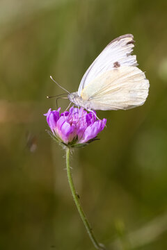 White butterfly on purple scabious wildflower