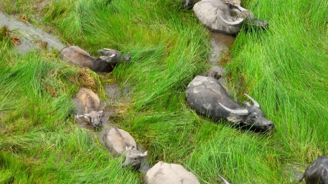 Aerial View of Asian Water Buffalo Herd Grazing Through Wet Grassland in Rural Vietnam