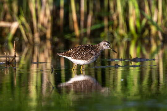 Wood Sandpiper stands in shallow water, calm marsh morning