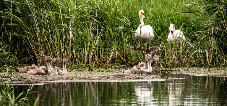 Mute swan parents with cygnets on pond