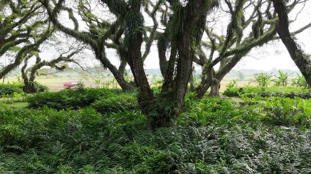 a lush green forest of ancient, moss-covered rain trees with spreading canopies, resembling a mystical fairytale woodland in Indonesia