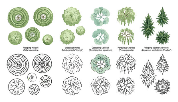 Landscape architecture tree plan symbols for garden design and site plans