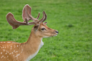 Fallow deer in a clearing © Janusz