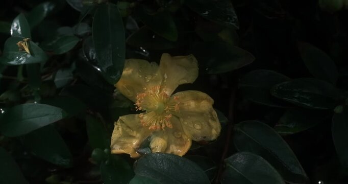 A yellow flower with five petals, a pistil and numerous stamens in front of green foliage. The green leaves form a background and the pistil is a pale colour.
