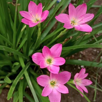 Beautiful pink cuban zephyr lily flower cluster in full bloom, tropical ornamental garden plants