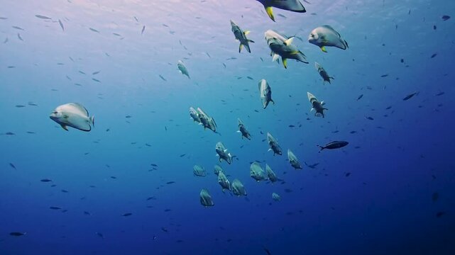 Large shoal of circular orbicular Platax orbicularis batfish swimming underwater in open blue water near surface