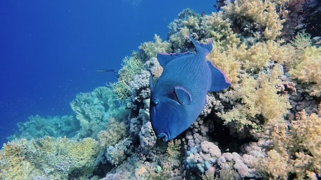 Large blue triggerfish Pseudobalistes fuscus hunting and feeding on tropical coral reef