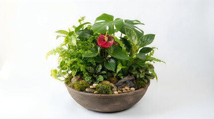 Fototapeta premium Small red anthurium plant in a round grey ceramic pot illustration