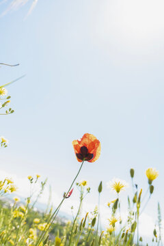 A single blooming poppy in a meadow, selective focus, space for text