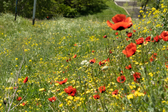Wild blooming poppies in a meadow on a sunny day