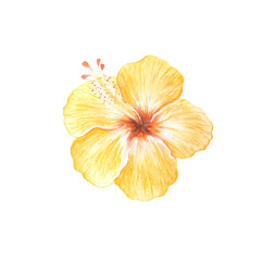 Watercolor yellow hibiscus flower. Hand drawn tropical bloom of a hibiscus bud. Hair decoration. Isolated exotic summer plant for beach holidays. Hawaiian hibiscus for design, prints, cards. High © Evgeniia