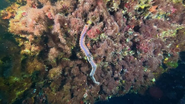 Marine life - Bearded fireworm - Wildlife underwater
