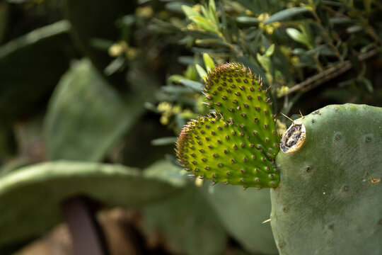Close up of green heart shaped opuntia cactus pad growing on succulent plant. Beautiful ficus-indica love nature concept botany background on sunny spring day, April, Mediterranean, Turkey.