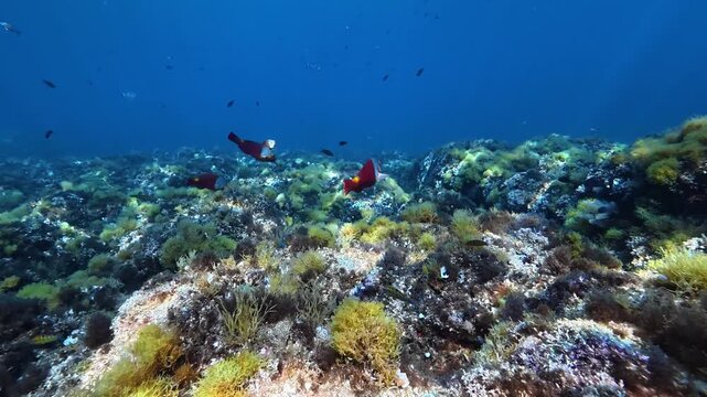 Red parrot fish in a Mediterranean reef - Majorca underwater