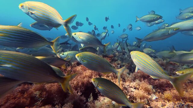 Scuba diving close to a saleema fish shoal 