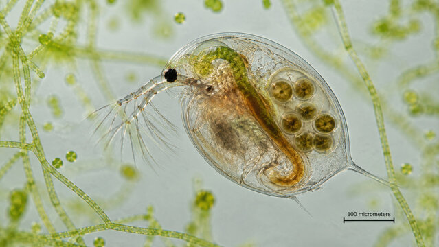 Microscopic view of water flea crustacean with transparent body revealing internal organs, heart, gut, and eggs, swimming among green algae filaments