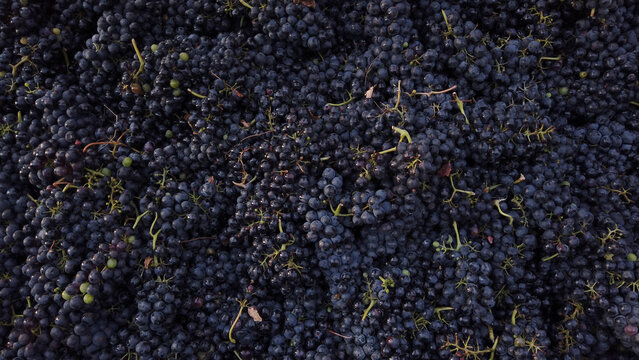 Fresh dark red wine grapes harvested in a crate