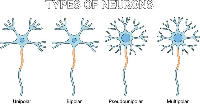 Types of neurons anatomy diagram showing unipolar, bipolar, pseudounipolar, and multipolar nerve cells isolated on white background vector illustration