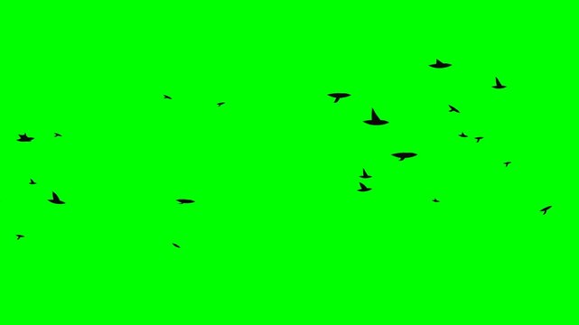 Green screen flying birds flock silhouette animation, chroma key wildlife nature seamless loop