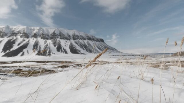 Wind Blowing Through Arctic Grass in Svalbard, Norway