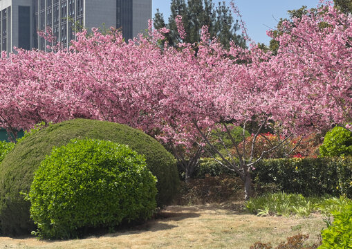 Blooming Japanese flowering cherry trees (Prunus serrulata) with vibrant pink blossoms in a landscaped urban park