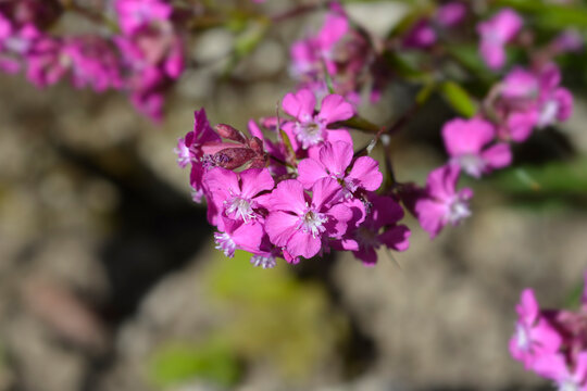 Sticky catchfly pink flowers - Latin name - Viscaria vulgaris