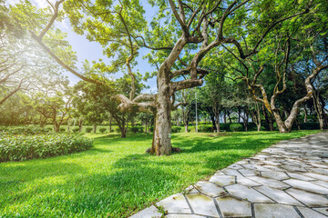 Obraz premium Beautiful black olive trees in Zimaling Park, Zhongshan City, China.