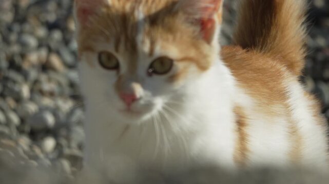 Kitten cat prowling young orange and white tabby walks slowly on the rocky shore looking curiously at the camera.