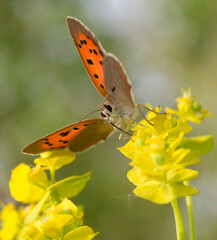 Fototapeta premium Small copper Lycaena phlaeas butterfly feeding on a yellow flower macro