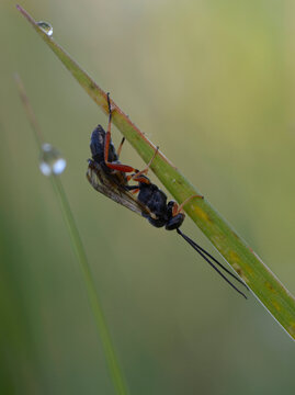 Ichneumonid wasp Pimpla rufipes with black body and orange legs resting on grass blade with morning dew macro