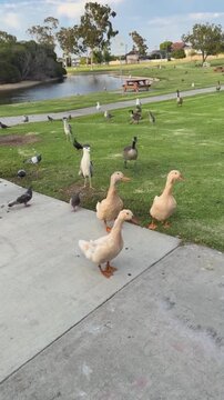 ducks in the park