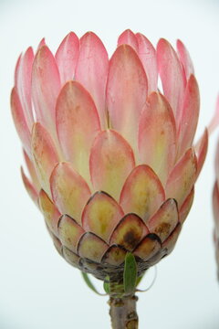 Beautiful proteas from the fynbos kingdom