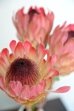 Beautiful proteas from the fynbos kingdom