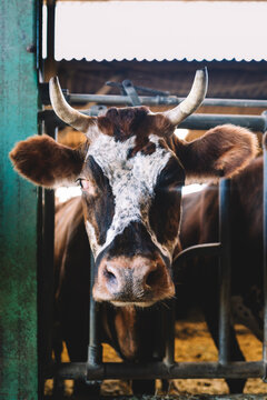 Cow with horns looking through gate, gentle animal portrait