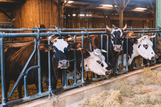 Dairy cows feeding at trough in traditional French barn
