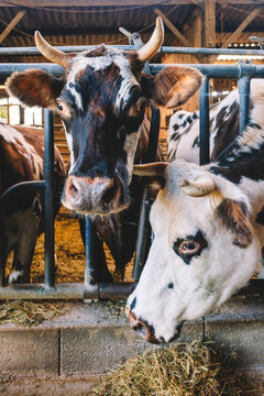 Two horned cows feeding on hay, traditional dairy farming