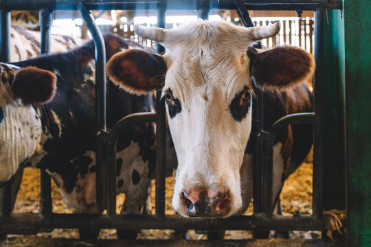 Two dairy cows with horns making eye contact, animal welfare
