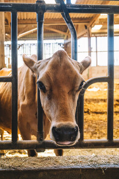 Curious cow making eye contact through barn fence, animal welfare concept
