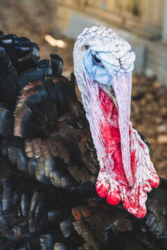 Close-up portrait of domestic turkey, backyard poultry farming